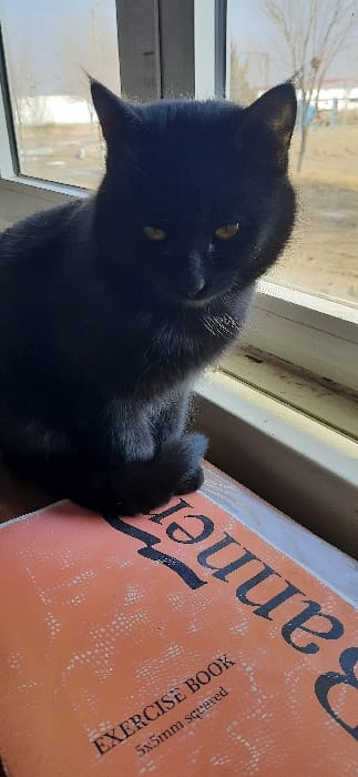A black cat with yellow eyes is shown in a three-quarter profile, sitting on an orange exercise book positioned on an indoor windowsill. The cat's fur is solid black, and its front paws are tucked beneath its body. The exercise book cover is textured orange, bearing the printed text "EXERCISE BOOK" and "5x5mm squared," with a larger, partially visible word, "Banner," above. The windowsill is light-colored, and the window pane behind it appears somewhat smudged. Through the window, an outdoor environment in Qorovulbozor, Uzbekistan, is visible, characterized by dry, light-brown ground, several bare trees, and indistinct low-rise structures in the distance, under a bright, hazy sky. Natural light illuminates the scene from the right, creating slight shadowing on the left side of the cat.