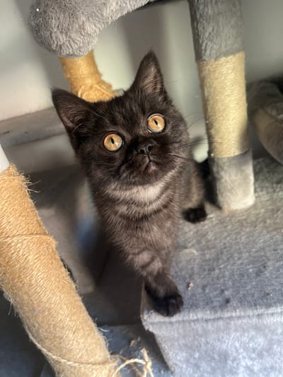 A close-up, high-angle, rotated shot captures a curious dark-furred kitten looking directly up at the camera. The kitten, with striking golden-amber eyes and vertical slit pupils, is positioned on a cat tree or scratcher. Its fur appears mottled, possibly a dark tabby or smoke pattern, with lighter grey markings around its face and chest.

The cat tree consists of posts wrapped in beige sisal rope and covered in soft, grey plush fabric, which shows some minor wear. The kitten's front paws are partially visible, resting on the grey fabric. The indoor setting, likely a home, is brightly lit, as indicated by the reflections in the kitten's eyes. The kitten's expression conveys alertness and an inquisitive nature.

There is no visible text in the image. The time of day and weather cannot be determined from this indoor scene. While the provided context specifies Kulata, Bulgaria, there are no visual cues within the image itself to confirm this geographic location.