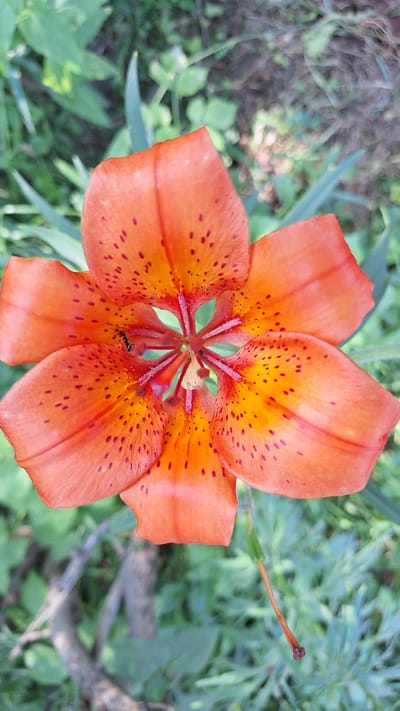 A close-up, top-down view shows an orange lily with dark spots in Nogliki, Russia. The lily has six petals, with a center containing stamens and pistils. An ant is visible on one of the petals near the center of the flower. The background is blurred, showing green foliage and some dry branches.