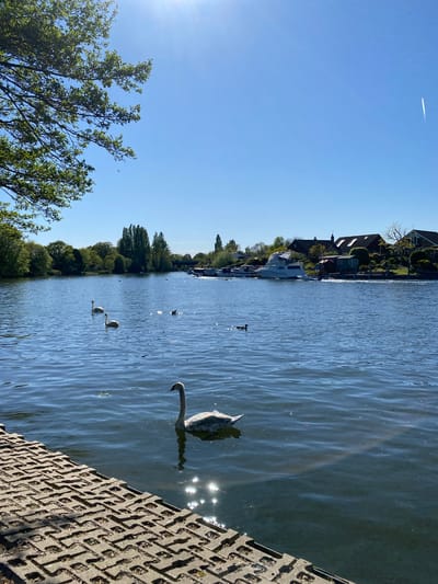 The image shows a waterside scene in the Borough of Spelthorne, United Kingdom, on a clear day. A swan is close to a paved bank, reflecting sunlight. Further out on the water are additional swans or waterfowl. Trees line the opposite bank, beyond which are buildings. The sky is blue with a contrail visible.