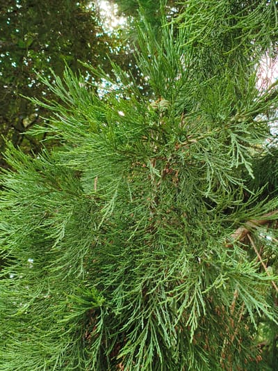 This image displays a close-up view of the dense, feathery foliage of an evergreen conifer tree, likely a type of cypress or cedar, characterized by its vibrant green, scale-like leaves. The branches are laden with these needle-like leaves, creating a textured and layered appearance. Small, brown, immature cones are visible amidst the greenery, hinting at the reproductive cycle of the tree. The background is softly blurred, revealing further dense greenery and glimpses of bright sunlight filtering through the canopy, creating bokeh effects with white and yellow highlights. The scene is devoid of any human presence or recognizable landmarks that would pinpoint a specific location within Rugby, United Kingdom. The lighting suggests it is daytime, with the sun positioned above and behind the foliage. The overall impression is one of natural growth and the intricate beauty of a well-established conifer.