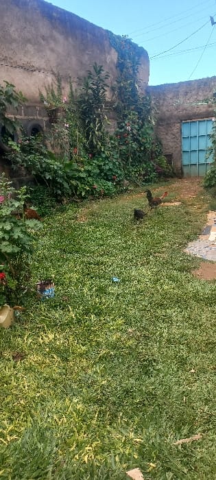 The image displays an outdoor residential area, identified as Huruma ward, Kenya, under a clear blue sky. The foreground is a patch of green and yellowed grass with scattered debris, including a blue plastic wrapper and a light-colored plastic container. Three chickens are visible: one partially obscured reddish-brown chicken on the left, one black chicken foraging centrally on the grass, and one black and reddish-brown rooster standing on a dirt patch in the mid-ground right. The background features a weathered, light-colored concrete wall, extensively covered by dense green foliage, vines, and some pink and red flowering plants. An old black tire is partially visible against the wall on the left. A bright blue metal door with a grid design is integrated into the wall on the right. Faint utility lines are present in the upper right sky.
