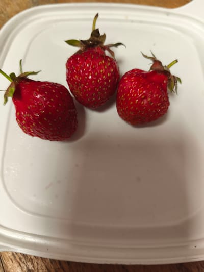 This image depicts three ripe, red strawberries with green calyxes and short stems, positioned on the clean white surface of a rectangular plastic container or lid. The strawberries exhibit visible achenes (seeds) and scattered small water droplets on their surface, indicating they may have been recently washed. The container itself features rounded interior corners and a raised perimeter ridge. It rests on a light-colored wooden surface, visible along the lower and right edges of the frame, which displays distinct grain patterns. No people, actions, or specific interactions are depicted. This scene is located in the city of Borzna, Ukraine.
