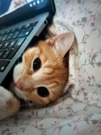 In an indoor setting within Arthès, France, a close-up image captures an orange and white domestic cat peeking from under a light-colored, patterned textile. The cat's head is central, with large, dark, dilated pupils directed towards the viewer, a pink nose, and visible whiskers. Its fur is predominantly orange with white markings on the muzzle and one white paw visible in the lower left. To the left of the cat, a silver-grey laptop with a black keyboard is partially visible, positioned at an angle. The laptop screen shows indistinct digital elements in the background, suggesting an active display. The cat is partially obscured by the textile, which features a repeating pattern of slender stems and small floral elements in shades of grey-green and pinkish-red. The lighting suggests an ambient indoor environment.
