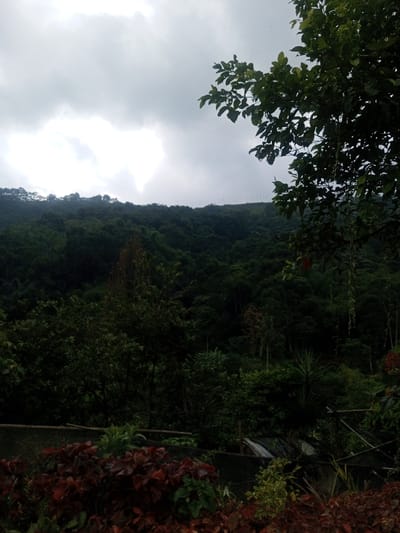 The image displays a mountainous landscape in Cibodas, Indonesia, under a predominantly overcast sky. The upper portion reveals a dense, grey cloud cover, with a central brighter white patch indicating strong overhead light. A steep, forested mountain or hill occupies the midground and background, densely covered in dark green foliage, indicative of a tropical environment. Along the distant crest of this elevation, a series of thin, evenly spaced vertical structures, possibly poles for cultivation or utility, are discernible against the sky. The foreground features a cultivated area containing various plants, prominently including patches of red-leafed vegetation on both the left and right, alongside other green shrubs and small trees. Basic wooden support structures are partially visible among the foreground plants, suggesting a garden or nursery setting. No individuals, specific actions, or interactions are present within the frame.