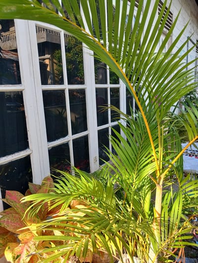 This is an outdoor, close-up, eye-level, natural light photograph of potted plants in front of a white-trimmed window. The window has multiple panes, with some appearing reflective and others dark. Through the window, the reflection of a building with a balcony and trees is visible. In the foreground, the vibrant green fronds of a palm-like plant, with yellow stems, are dominant. Beside the palm, a plant with large, variegated leaves in shades of pink, orange, and green is partially visible. The scene is illuminated by bright sunlight, casting shadows and highlighting the textures of the plants. The overall impression is one of a lush, tropical setting, possibly in a residential area. The location is identified as Geudonggeudong, Indonesia.