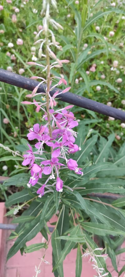 The image shows a close-up of a flowering plant with bright pink to purple blossoms and long, green leaves. The plant is growing in a natural setting with a blurry background of green foliage and small white and pink flowers, possibly clover. A dark, cylindrical object, likely a pipe or railing, runs horizontally across the upper portion of the frame, partially obscuring the plant. The ground visible at the bottom is a reddish-pink, textured surface, possibly brick or paver stones. The location is identified as Росинка Кп, Russia. There are no people or discernible actions in the image.