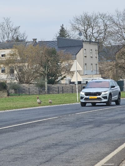 The scene depicts a rural or semi-urban road in Bech-Kleinmacher, Luxembourg, under an overcast sky. In the foreground, an asphalt road with a solid white center line and a broken white shoulder line recedes into the distance. A silver Škoda Kodiaq SUV is positioned in the right lane, facing slightly towards the viewer, with its front visible and Luxembourgish license plate 'JV7311' clearly legible. To the left of the road, on a grassy verge, two geese are standing; one larger adult goose and a smaller one. Behind them, a wooden fence runs horizontally. Further in the background, a cluster of buildings is visible, including a two-story, light-colored structure with multiple windows and a satellite dish mounted on its roof, adjacent to a building with a darker, sloped roof. Two white triangular road signs on a pole are situated between the road and the buildings. Bare deciduous trees with sparse foliage are scattered throughout the background, suggesting a non-summer season. No human figures are present.