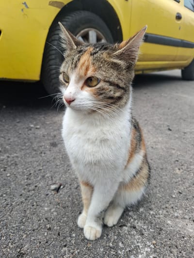 A calico cat lies on the asphalt next to the front tire of a yellow car. The location is unknown.