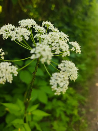 In Хлевино, Russia, a close-up, shallow depth of field shot focuses on a cluster of small white flowers atop a green, somewhat thorny stem. Several small black insects are visible on the stem. The background consists of lush green foliage, suggesting an outdoor, natural setting. To the right, a blurred path is faintly visible, indicating the flowers are likely situated near a walkway. The lighting appears to be natural daylight, possibly late afternoon given the soft, diffused light and warm tones.