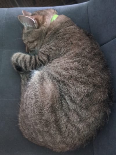 A tabby cat is curled up asleep on a gray couch. The cat is wearing a green collar. The cat's head is tucked into its chest. The cat's tail is curled around its body. The location is unknown, but it has been stated to be in the city of Жаңа Қуат, Kazakhstan.