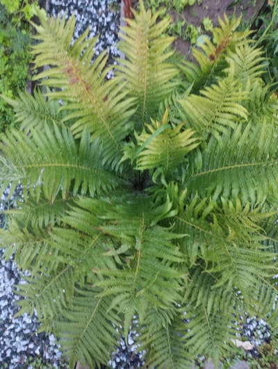 A top-down view captures a lush fern plant with fronds of varying shades of green and yellow. The plant is situated in an outdoor environment, with small white and grey gravel visible at the bottom left and in the background. Patches of soil and other greenery are also present in the background, suggesting a garden or natural setting. The lighting appears to be natural daylight, with some parts of the fronds appearing brighter than others. The image does not contain any people or discernible actions.