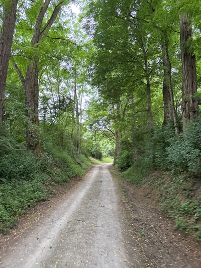The image depicts a dirt path winding through a dense forest. Tall trees with lush green foliage line both sides of the path, creating a canopy that filters the sunlight. The ground is covered in dirt and scattered with fallen leaves. The path appears to lead further into the woods, with the view narrowing as it recedes. There are no people or animals visible in the image. The environment is natural and appears to be a rural or park setting. The presence of a dirt path suggests it may be a hiking trail or an unpaved road within the municipality of Wörth am Main, Germany.