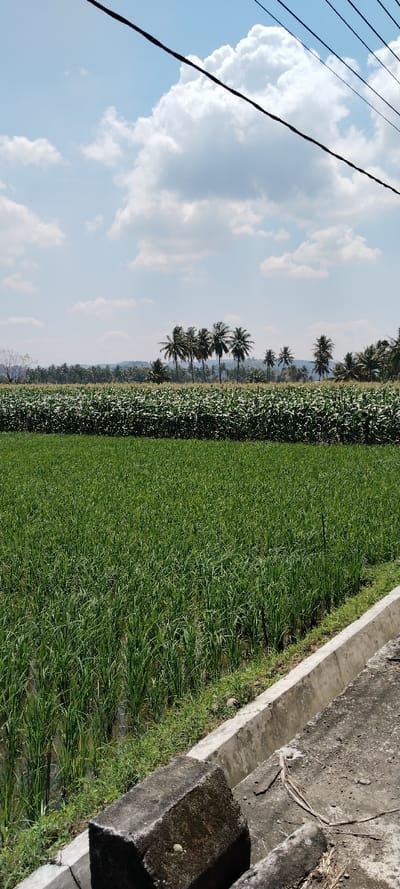 A vast expanse of verdant fields dominates the scene under a partly cloudy sky. The foreground features a lush rice paddy, its vibrant green stalks densely packed. Beyond this, a darker green field, possibly of corn, stretches to the horizon. A line of palm trees punctuates the distance, backed by low hills. Overhead, electrical lines cut across the sky. A concrete drain runs along the edge of the rice paddy, leading to a dark, weathered stone structure.