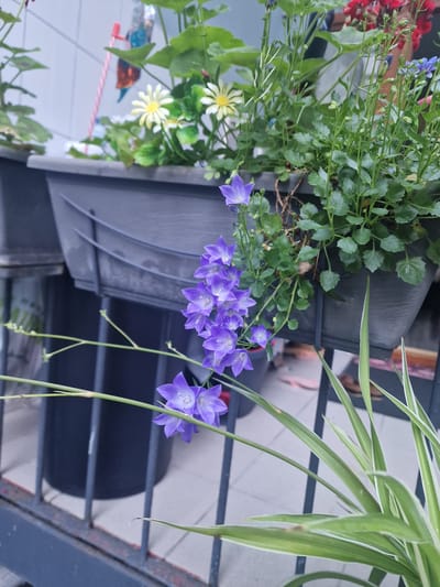 A close-up, eye-level shot showcases a planter box overflowing with vibrant green foliage and delicate purple bell-shaped flowers, with a few white daisy-like flowers interspersed. In the background, more greenery and red flowers are visible, along with the textured surface of a light-colored wall. The planter box itself is dark gray and appears to be made of plastic, with a tiered design. The railing in the foreground, painted a dark blue-gray, suggests an outdoor balcony or patio setting, likely in Saint-Josse-ten-Noode - Sint-Joost-ten-Node, Belgium, a densely populated municipality within the Brussels-Capital Region. The lighting suggests an overcast or shaded condition, possibly late afternoon or early morning. No people or animals are present in the frame, and the overall impression is one of urban greenery, likely in a residential area.