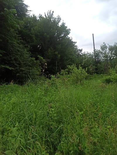 The image depicts an overgrown, natural environment with dense green vegetation. In the foreground, tall grass and various wild plants are abundant, suggesting a somewhat unkempt area. Towards the middle ground, there are more scattered bushes and smaller trees. The background features a thick line of mature trees, forming a dark green wall. Above the treeline, a pale, cloudy sky is visible, with a tall, dark, thin pole extending upwards on the right side of the frame. The scene appears to be outdoors in a rural or semi-rural setting, possibly on the outskirts of Dariali, Georgia, given the natural landscape and the presence of a utility pole. There are no people or animals visible in the image. The overall impression is one of a wild, overgrown natural space.