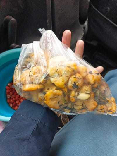 In Medvedevka, Russia, a person is holding a clear plastic bag filled with mushrooms. The mushrooms are small and appear to be a light yellow or orange color, with some darker spots and bits of debris mixed in. To the left of the bag, a blue bowl is visible, containing a pile of small red berries, possibly strawberries. The person's hands are holding the bag, with fingers visible through the plastic. The background is dark and out of focus, suggesting an indoor setting or a dimly lit outdoor area. The person is wearing dark blue pants, and another person's legs, clad in light blue fabric, are also visible in the lower part of the image.