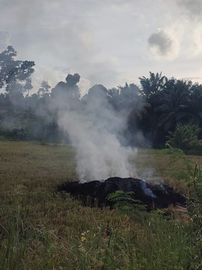The image shows a field in Keudeblangara, Indonesia, with a pile of smoldering, dark material burning in the foreground, emitting white smoke. The field appears to be covered in dry vegetation. Background vegetation includes trees and palm trees, partially obscured by the smoke. The sky is overcast.