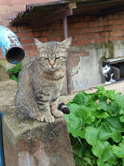 Two cats are present in the image, which appears to be taken in an outdoor, rural setting, potentially in Gdov, Russia. The cat in the foreground is a tabby, sitting on a weathered, concrete surface. It has green eyes and its ears are perked. Behind this cat, and to the right, a black and white cat is sitting on a ledge near an opening in a brick structure. The background includes a brick wall and lush green foliage. A rusty, blue pipe is visible on the left side of the frame. The overall scene suggests a somewhat neglected, utilitarian outdoor area.