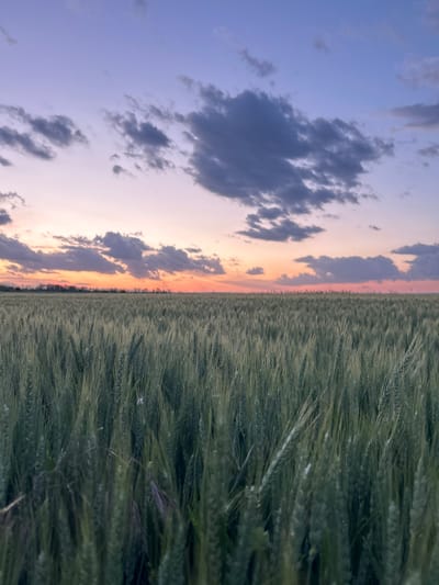 The image shows a landscape divided vertically: on the left, a twilight sky with hues of blue, pink, and orange with scattered gray clouds; on the right, a dense field of green grain stalks. The sky suggests a sunset or sunrise. The location is potentially near the city of Koniovets, Bulgaria, assuming it is a landscape found in such areas. There are no discernible people, subjects, objects, or actions beyond the presence of the field and the sky. No interactions are visible.