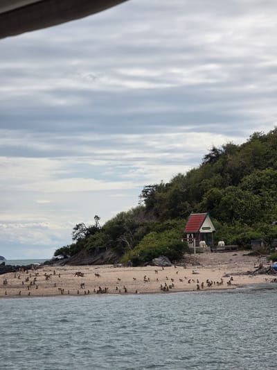 This is a wide, eye-level, outdoor, daytime photograph of a tropical island coastline. In the foreground, the choppy, blue-green ocean extends across the bottom of the frame. The middle ground features a sandy beach populated by numerous small to medium-sized monkeys. The monkeys are scattered across the beach, with many appearing to be walking, sitting, and interacting with each other. Some are closer to the water's edge, while others are further inland. Behind the beach is a densely wooded hillside. Near the center of the image, nestled among the trees, is a small, brightly colored building with a red roof and white walls, possibly a shrine or a small temple. Two white statue-like figures are visible in front of this building. The sky above is overcast with light gray and white clouds. The overall impression is a natural scene with a significant monkey population on a secluded beach. The location is stated to be Bang Sare, Thailand.