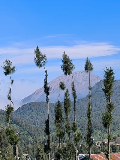 In the foreground of the image, several tall, slender pine trees with sparse foliage stand against a clear blue sky with scattered white clouds. Behind the trees, a large, ash-covered mountain dominates the background. The mountain's slopes are covered in dense green forests. In the lower right portion of the image, parts of rooftops and structures are visible, indicating a settlement. The scene is set in Ranupane, Indonesia, a village known for its proximity to volcanic landscapes and trekking routes. The overall atmosphere is serene and natural, with a majestic mountain as the focal point.