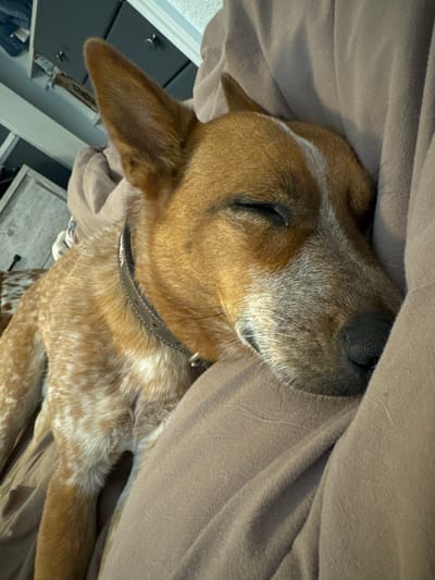 A red speckled Australian Cattle Dog or similar breed is depicted sleeping on a bed. The dog, predominantly reddish-brown with extensive white and cream roan markings on its legs, chest, and muzzle, is lying on its side with its eyes closed. It wears a dark brown collar with visible hardware. Its head rests on rumpled, light brown fabric, consistent with bedding. In the blurred background, a dark grey dresser with silver knobs is visible. A portion of a second, lighter-colored dog with spotted markings is partially visible behind the primary subject. The scene is located within a residence in Rancho Murieta, United States.