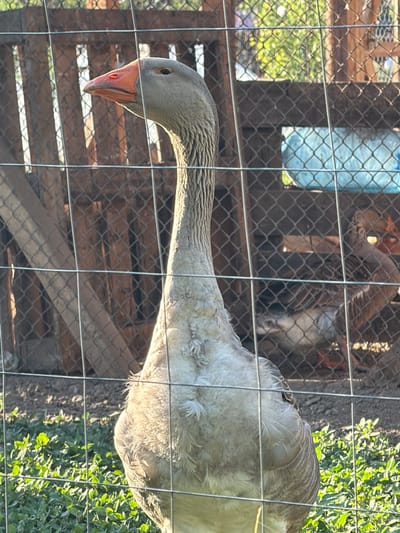 A goose is seen through a wire fence. Another goose is visible in the background through the fence, along with a plastic water bottle and a wooden structure. Green vegetation is visible on the right side of the fence. The location is Tsatsarovtsi, Bulgaria.