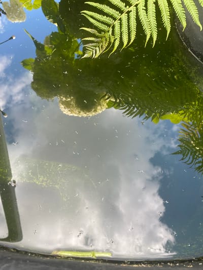 An upside-down reflection in dark water shows a bright blue sky with fluffy white clouds. Green fern fronds and white hydrangea flowers are visible at the top. Small, white specks, possibly insects or debris, are scattered across the water's surface. A thick, dark vertical object, likely part of a container or structure, is on the left side, and a thin green stem is at the bottom. The scene appears to be outdoors in a garden or natural setting, possibly in Khokholsky, Russia, judging by the provided context. There are no people or discernible human actions depicted.