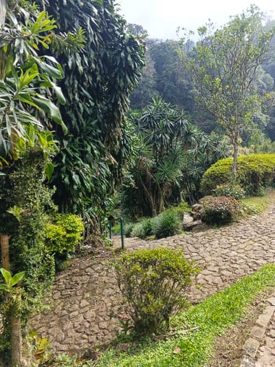 The image depicts a verdant, cultivated outdoor area within Soibada, East Timor, featuring a descending stone pathway bordered by diverse vegetation under an overcast sky.
In the foreground, a rough-hewn, irregular stone pathway, composed of grey and brownish-grey stones, curves from the upper right toward the lower center and then descends out of view toward the lower left. To the immediate left of the pathway, dense, dark green foliage, possibly epiphytic plants or vines, covers a vertical surface. Further left, a smaller, lighter green bush is visible, along with a partial wooden post on the far left edge. To the right of the pathway, a strip of vibrant green grass is present, and a compact, olive-green shrub grows directly adjacent to the path.
The midground features additional lush plant life. On the left, partially obscured by the foreground foliage, two vertical green metal posts, possibly handrail supports, extend downwards along the path's edge. Beyond these, a cluster of tall, palm-like plants with radiating, spiky green leaves stands prominently. Scattered among these plants are small, delicate pink blossoms. To the right of the path, a small, slender-trunked tree with sparse green leaves stands, casting minimal shadow. Adjacent to the tree and path, several well-maintained green bushes, some exhibiting reddish-brown foliage, are arranged, with a few dark rocks visible among them.
The background consists of a dense, extensive forest covering undulating terrain, indicative of a mountainous or hilly landscape. The canopy exhibits varying shades of green, suggesting a mix of tree types. The sky above is a uniform light grey, indicating an overcast condition. No people, animals, or specific architectural structures are visible.