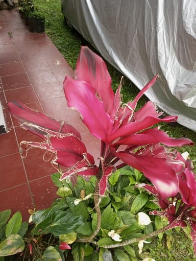 The scene is an outdoor setting in Naya andura, India. The foreground and midground are dominated by a plant featuring large, deep magenta-red leaves. Multiple leaves display significant fraying and tears along their edges, with white fibrous material emanating from these damaged sections. Beneath this plant are smaller green-leafed plants, among which are several white flowers with prominent spadices and one discernible green, textured seed pod. The ground consists of terracotta-colored square tiles on the left and green grass on the right. In the upper right background, a large, crinkled silver tarp covers an unseen object, likely a vehicle. In the distant left, small black plant pots containing green foliage are visible on the tiled surface.