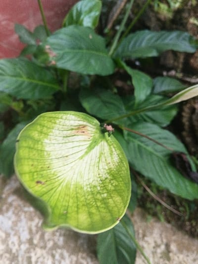 The image displays a close-up, downward-angled view of a plant, identified as being located in Kon Tum, Vietnam. The primary subject is a single, pale green spathe with prominent, lighter green to off-white venation, occupying the lower half and center of the frame. Small, irregular brown marks are visible on the spathe, particularly near its upper edge. Directly behind and around the spathe, several dark green, ovate leaves are present, mostly out of focus, suggesting they belong to the same plant. Some of these background leaves also exhibit minor brown discoloration or damage. To the upper left, a blurred reddish-brown surface is discernible, possibly a terra cotta pot or building material. The lower left and bottom center show a textured, light grey surface consistent with concrete or rough stone. The upper right and central right portions of the background feature darker, blurred areas indicative of soil or ground cover. No human subjects, animals, or active interactions are depicted. The lighting is soft and diffused.