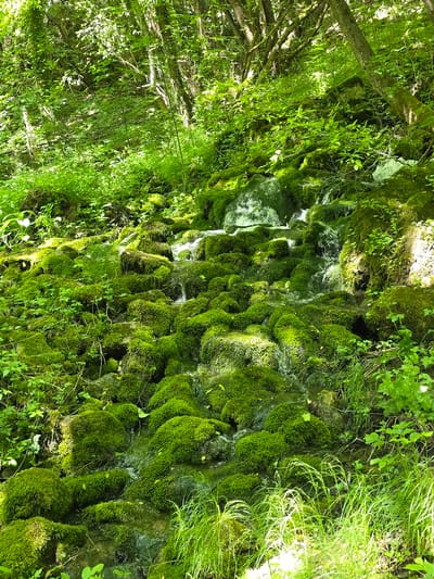 The image shows a moss-covered rock face with a small stream of water flowing down it. The location is Бачково, Bulgaria. Lush green vegetation surrounds the rock face, including trees and grasses. No people are visible in the image.