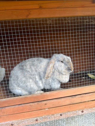 A medium shot taken from above shows a gray and tan rabbit inside a cage with a wire mesh top. The cage appears to be made of wood, and the rabbit is positioned in the lower right quadrant of the frame. The location is unknown and there are no other people, subjects, or objects to describe.