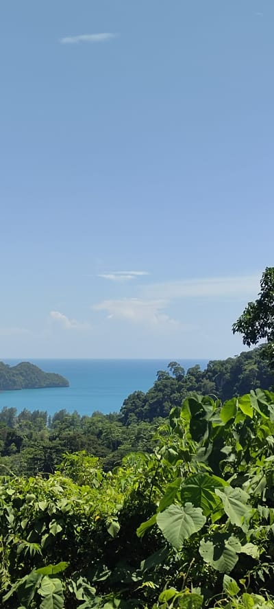 The image is a high-angle landscape view of a tropical coastline. The sky is a clear, bright blue with a few wispy clouds. Below the sky, the turquoise ocean stretches to the horizon, meeting a distant coastline dotted with lush green islands and peninsulas. The foreground is filled with dense, vibrant green foliage, with large, broad leaves of various plants dominating the lower portion of the frame. This vegetation appears to be part of a hillside or overlook, suggesting a natural, undeveloped environment. The scene evokes a sense of tropical beauty and serenity, with no signs of human activity or structures. The location is identified as Paroy, Indonesia.