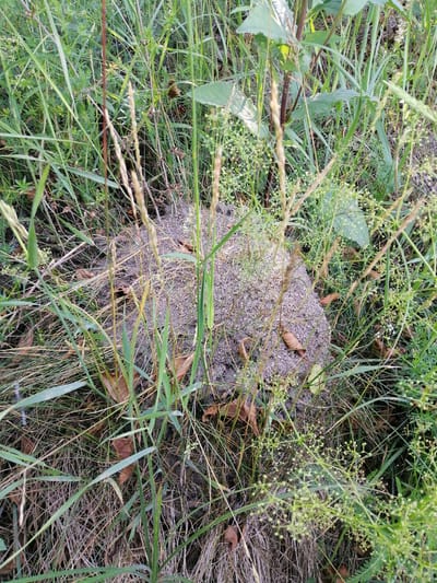 The image shows a close-up, top-down view of an anthill in a grassy area. The anthill is a mound of dirt and sand, approximately two feet in diameter, and is covered with small pebbles and dry grass. It is surrounded by tall green grass, some dried leaves, and small green plants with tiny white flowers. The scene is lit by natural daylight. The location is identified as Lanivtsi, Ukraine. No people or animals are visible in the image.