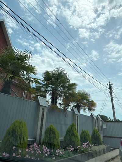 The image captures a street view in Novomikhaylovsky, Russia, on a cloudy day. In the foreground, a grey concrete curb lines a walkway, beyond which is a raised flower bed filled with small pink flowers and manicured green shrubs. Behind the flower bed is a tall, grey corrugated metal fence topped with decorative stone pillars. Several palm trees are visible behind the fence, with their fronds extending above the fence line. A brick building with a white trim roof is partially visible on the left. Overhead, a network of power lines stretches across the sky, supported by a utility pole on the right side of the frame. The sky is filled with scattered white clouds.