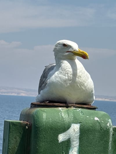A vertical, close-up shot shows a white seagull perched on a green metal object. The bird is facing left, with its head turned back towards its body. Its yellow beak is visible, with a touch of red near the base. The seagull's white feathers are fluffy, and its eye is dark and round. Behind the bird, the sky is a pale blue with some white clouds.
The green object the seagull is on appears to be some kind of post or buoy, with a rough texture and some chipped white paint. A large, faded white numeral "1" is painted on the side of the object. To the right of the green object, the image shows a blurry expanse of blue water and a distant, hazy shoreline. The lighting suggests it is daytime, possibly late morning or early afternoon, with bright sunlight illuminating the scene. The overall impression is of a tranquil coastal setting. The location is Mers El Hadjadj, Algeria.