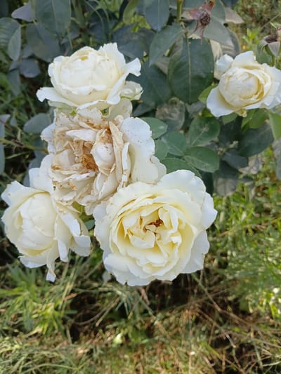 A close-up, top-down shot captures a cluster of white roses in a garden. The roses exhibit varying stages of bloom, with some fully open and others still budding. A few of the blooms are beginning to wilt, their petals browning and curling at the edges. The surrounding foliage is a deep green, with some leaves showing signs of dust or dirt. The ground beneath the roses is covered in dry grass and twigs. The scene is set outdoors, likely in a park or residential garden, in the city of Mirzo Tursunzoda, Tajikistan. There are no people or animals visible in the image.