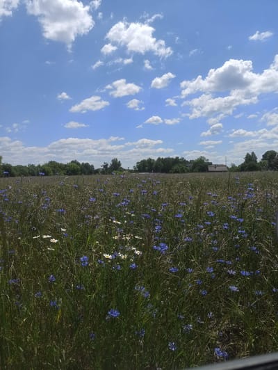 A vertical, medium-shot photograph captures a field of wildflowers under a bright, partly cloudy sky. The foreground is dominated by a dense growth of green grass interspersed with numerous blue cornflowers and some white daisies. In the middle ground, a line of trees forms a dark green border across the horizon, with a few buildings partially visible amongst them. The sky above is a vibrant blue, dotted with fluffy white cumulus clouds. The scene depicts a natural, rural landscape.