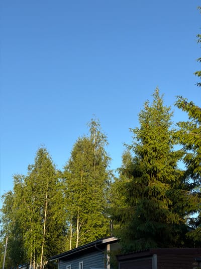 The image depicts an outdoor scene in Lebyazh'e, Russia, under a clear, bright blue sky occupying the upper two-thirds of the frame. The lower third of the image is filled with lush green trees and partial views of residential structures. On the left and center, several tall deciduous trees, characterized by light-colored trunks and vibrant green foliage, are prominently featured. To the right, dense coniferous trees with dark green needles stand tall. In the bottom left corner, a portion of a building with light blue-grey siding, a dark roof, and visible white window frames is present. The bottom right shows a dark brown wooden fence or structure partially obscured by the evergreen trees. No people, animals, or direct actions are visible. The scene is illuminated by natural light, casting distinct shadows and highlights on the foliage.