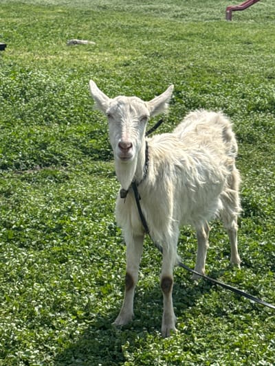 A single, light-colored goat stands in a field of green vegetation. The goat has a black collar and leash attached. The environment appears to be grassy. The location is Tsenovo, Bulgaria.