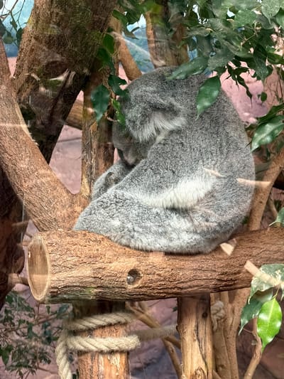 A koala is curled up asleep on a tree branch. The koala's grey fur is dense and soft, with a lighter patch of fur on its back. Its head is tucked into its body, and it appears to be resting comfortably. The branch it is on is thick and rough, with some green leaves from a nearby plant reaching out towards it. In the background, there are more branches and some rope, suggesting an enclosure or habitat for the animal. The lighting is subdued, indicating it could be daytime but perhaps indoors or under a shaded area. There are reflections on a glass surface in the foreground, indicating the photo was likely taken through a barrier, such as at a zoo or wildlife park. The scene is peaceful and depicts the koala in a natural sleeping posture. The location is Saint-Aignan, France, which likely means this is an exhibit at the Beauval Zoo.