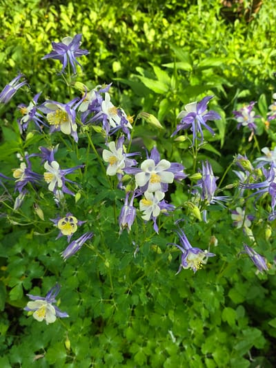 In the city of Petrushenko, Russia, a close-up shot captures a cluster of Columbine flowers in bloom. The flowers exhibit a striking bicolor pattern, with purple outer petals and white inner petals surrounding a yellow stamen. Some flowers are fully open, displaying their intricate structure, while others are still in bud. The blossoms are interspersed with lush green foliage, creating a vibrant natural scene. The background is softly blurred, with hints of dappled sunlight suggesting an outdoor setting. The image is focused on the flowers, highlighting their delicate beauty and the rich textures of their petals and leaves.