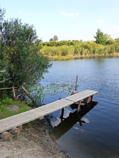 A simple wooden plank, reinforced with logs underneath, extends from the muddy bank of a calm, dark blue river to a rustic, homemade pier. The pier is constructed of weathered wood and supported by a rusty barrel that floats partially submerged. The barrel is visible directly beneath the end of the plank. A thin wooden post sticks out of the water near the barrel, with a rope tied to the pier. The riverbank is covered in sparse green grass and mud. On the opposite bank, a dense wall of tall, green reeds and other vegetation forms a natural barrier, with trees visible beyond them under a bright blue sky with scattered white clouds. A lush green tree with dense foliage stands to the left of the scene, near the riverbank.