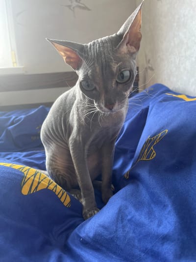 An adult hairless cat with grey skin and blue eyes is sitting on a blue bed with yellow patterns. The cat is facing the camera and its head is tilted slightly to the right. The background shows a wall with some light and a window. The scene appears to be indoors, likely in a bedroom. There is no information in the image to determine the location in the city of Kopeysk, Russia.