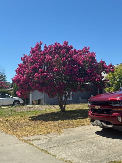 This image captures a bright, sunny day in Rio Linda, California. A vibrant, full crape myrtle tree with abundant pink blossoms is the central focus, situated in a residential yard. The tree's canopy spreads widely, casting a shadow on the dry, yellowed grass below.
To the left of the tree, a white SUV is parked on the street. In the foreground, a concrete driveway and sidewalk are visible, showing some cracking and patches of weeds. To the right of the tree, the front of a red Chevrolet pickup truck is parked, its grille and headlights clearly visible.
Behind the crape myrtle, a light blue house with a light gray garage door is visible. Some wood is stacked in the open garage. Further in the background, glimpses of other houses and green trees suggest a suburban neighborhood. The sky is a clear, deep blue.