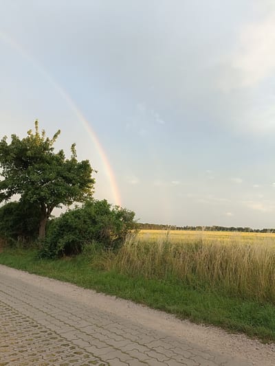The image depicts a pastoral landscape under a sky with scattered clouds. A vibrant rainbow arcs across the upper left portion of the frame, suggesting recent rain. In the foreground, a paved pathway runs diagonally from the bottom left corner. To the right of the path, lush green grass transitions into a field of tall, golden-yellow grass or crops, stretching towards a distant treeline. A large, leafy green tree stands prominently on the left side of the image, with dense green bushes below it. The scene appears tranquil, with the rainbow adding a touch of natural wonder. The time of day seems to be late afternoon or early evening, given the soft lighting. There is no visible text.