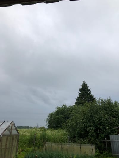 The image depicts a cloudy day in Fedino, Russia, with a focus on a rural landscape. In the foreground, a small greenhouse with a translucent roof stands on the left. Adjacent to it, a fence made of corrugated metal and chain-link fencing encloses an area with green vegetation. Beyond the fence, a field of white wildflowers stretches into the distance, bordered by lush green trees. A tall evergreen tree stands prominently in the middle ground, its silhouette contrasting with the overcast sky. The overall atmosphere is serene and typical of a countryside setting under a gray sky.