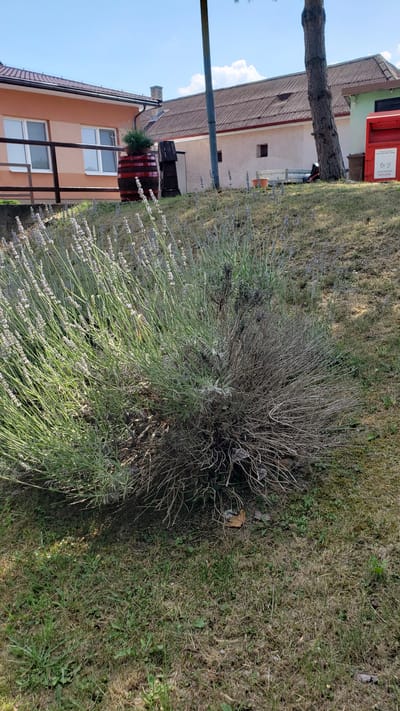 The image depicts an outdoor scene, likely a residential area, with a focus on vegetation and buildings. A large, somewhat overgrown lavender bush with sparse purple flowers dominates the foreground. The bush appears to be a mix of healthy green growth and dry, woody stems, suggesting it may be past its peak bloom or in need of pruning. Behind the bush, the ground is covered in dry, patchy grass, with some scattered green weeds and fallen leaves.
In the background, there are two buildings. The larger building on the left has a reddish-brown tiled roof and a light-colored facade. It appears to be a multi-story structure with windows and some architectural details. To the right of this building, a smaller building with a light brown facade is visible. A tall, bare tree trunk stands between these buildings, its branches extending upwards. A red post box or similar rectangular object is mounted on the wall of the building on the left, featuring some text.
Further to the right and slightly behind, a portion of another building with an orange-colored lower level and white-framed windows is visible. A wooden barrel, decorated with dark red and brown bands, stands near this building, topped with a potted plant. The sky above is a clear blue with a few white clouds, indicating fair weather. The overall impression is one of a somewhat unkempt garden area adjacent to residential buildings. The scene appears to be captured during daylight, likely late morning or afternoon, given the lighting conditions. The orientation of the image is such that it is rotated 90 degrees clockwise.